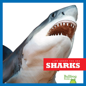 Sharks (Bullfrog Books: Life Under the Sea),Used