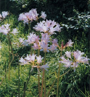 A Garden by the Sea,Used