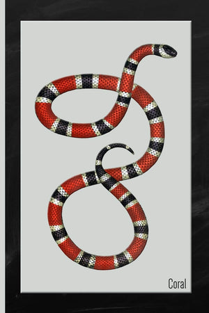 Snake : Coral Watercolor: 6x9 College Ruled Notebook,Used