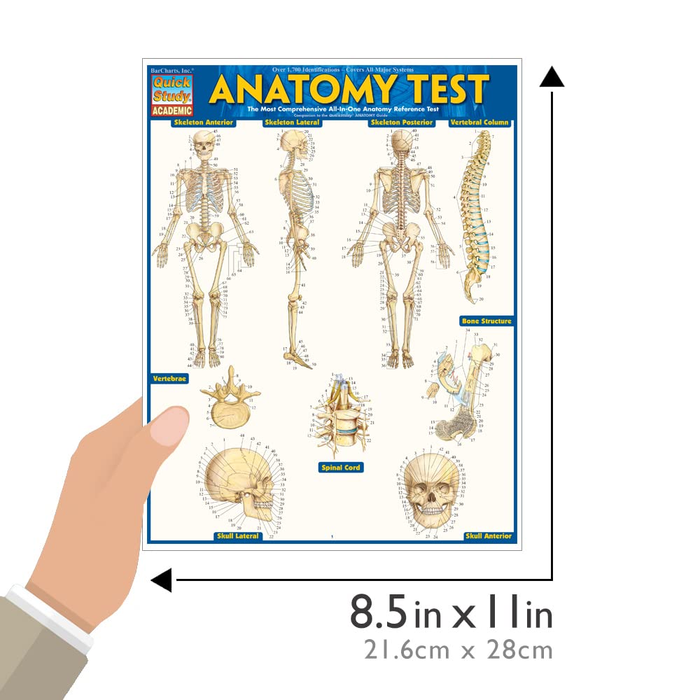 Anatomy Test,New