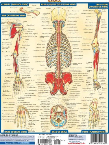 Muscular Origins & Insertions (Quick Study Academic),Used