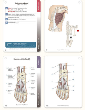 Trail Guide To The Body Flashcards 6Th Edition Volume 2: Muscles Of The Human Body,New
