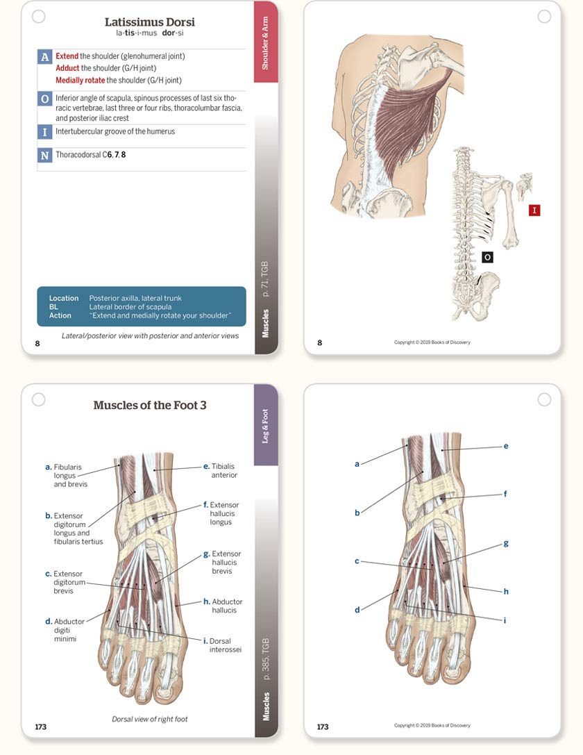 Trail Guide To The Body Flashcards 6Th Edition Volume 2: Muscles Of The Human Body,New