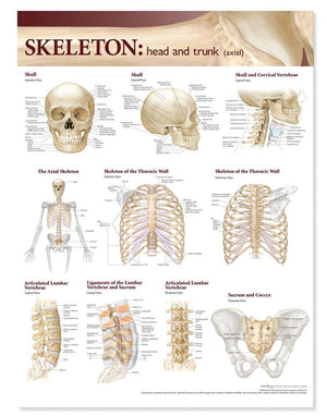 Lippincott Williams & Wilkins Atlas of Anatomy Skeletal System Chart: Head and Trunk,Used