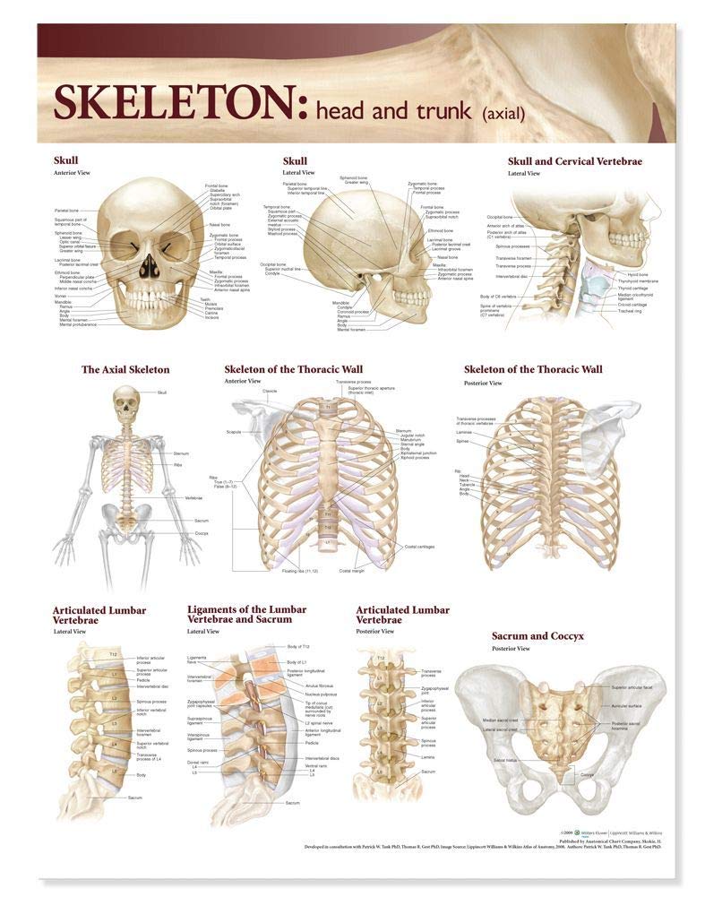 Lippincott Williams & Wilkins Atlas of Anatomy Skeletal System Chart: Head and Trunk,Used