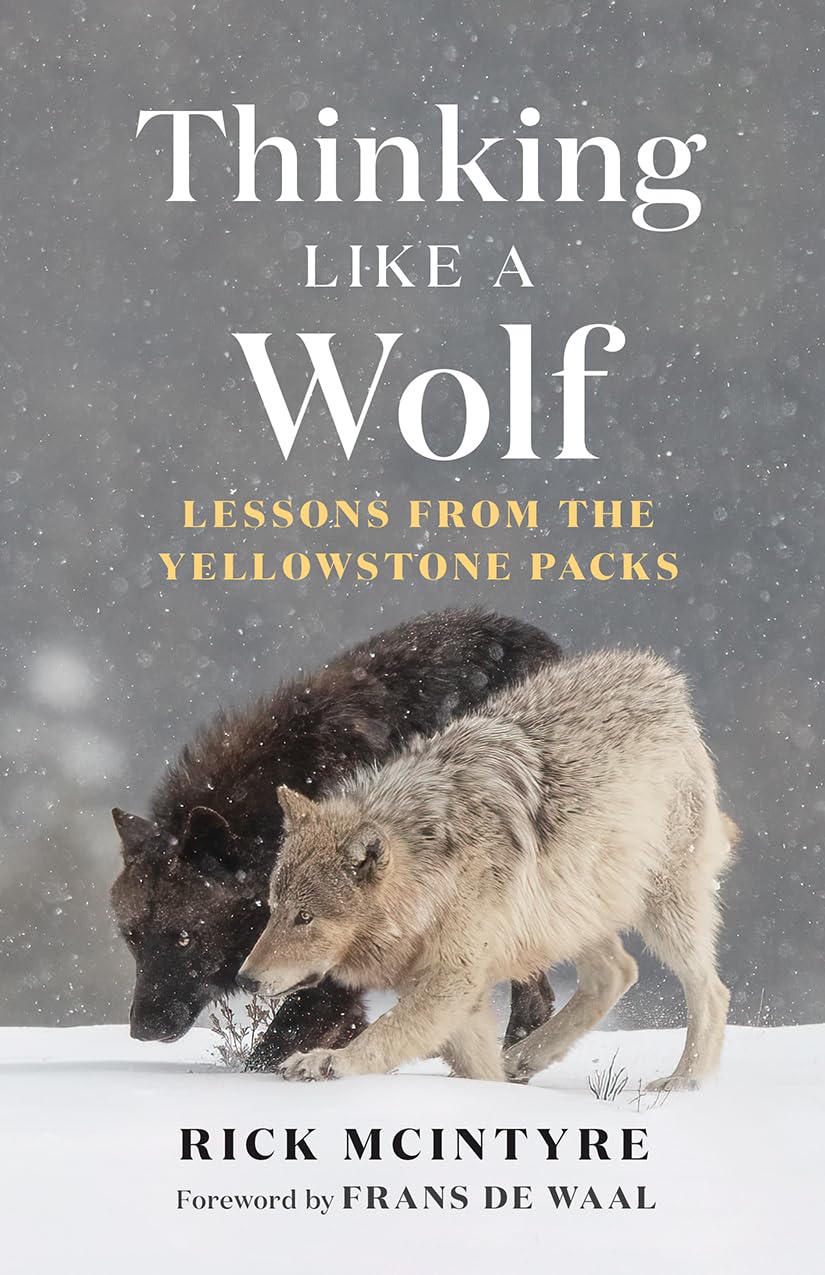Thinking Like A Wolf: Lessons From The Yellowstone Packs (The Alpha Wolves Of Yellowstone)