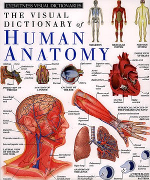 The Visual Dictionary Of Human Anatomy (Eyewitness Visual Dictionaries)