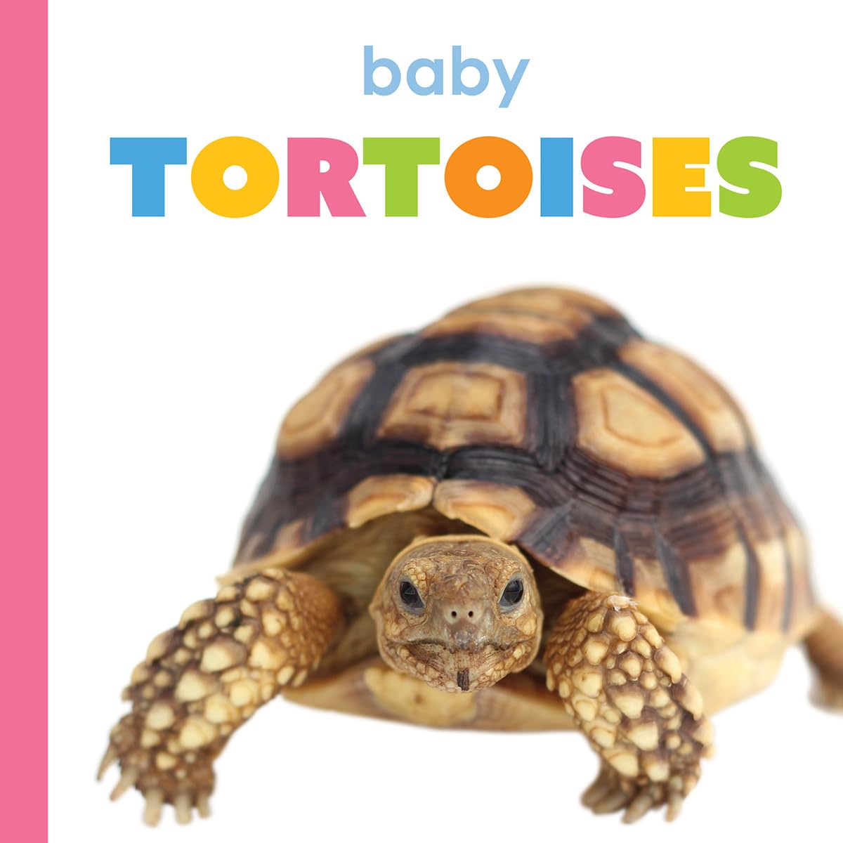BABY TORTOISES