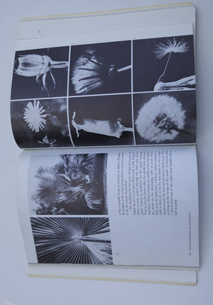 Patterns In Nature,New