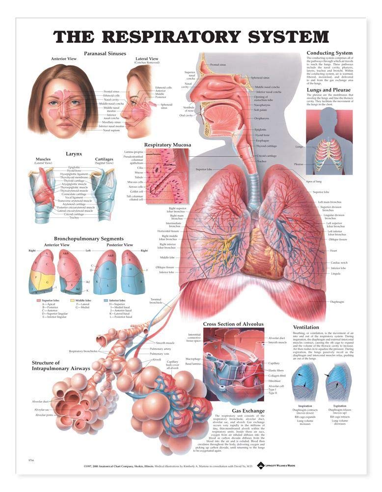 The Respiratory System Anatomical Chart,Used