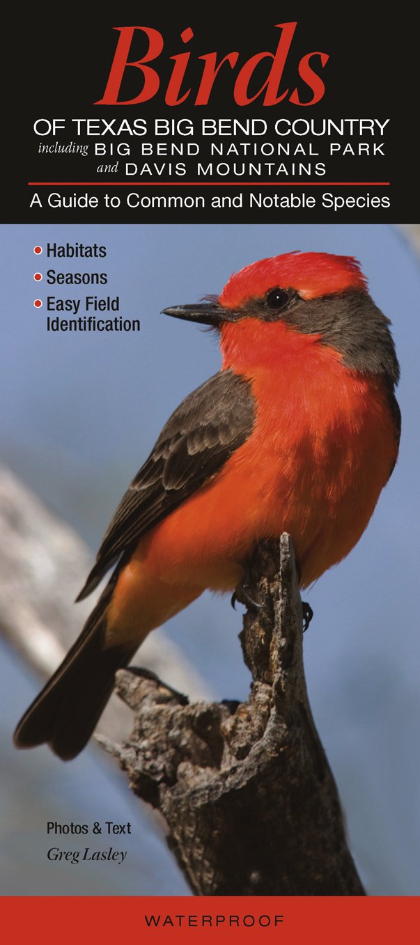 Birds of Texas Big Bend Country incl. Big Bend National Park & Davis Mtns.: A Guide to Common & Notable Species,Used