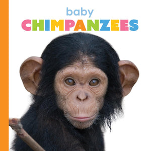 BABY CHIMPANZEES