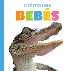 Caimanes Bebs (Spanish Edition)