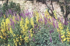 Van Gogh's Gardens,Used