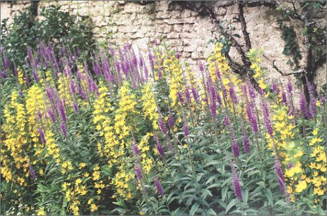 Van Gogh's Gardens,Used