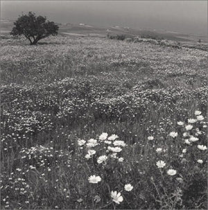 The Greek File: Images from a Mythic Land,Used