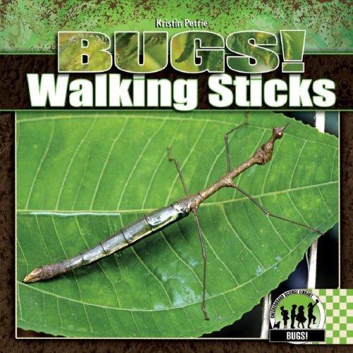 Walking Sticks (Bugs!)
