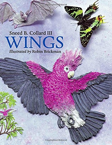 Wings,Used