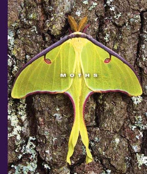 Moths (The World of Insects)