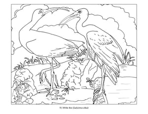 John James Audubon Birds Color,Used