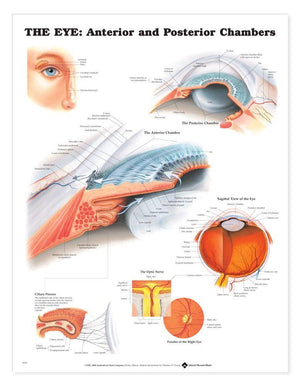 The Eye: Anterior and Posterior Chambers