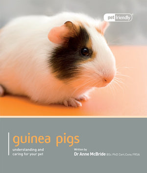 Guinea Pig (Pet Friendly),Used