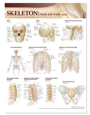 Lippincott Williams & Wilkins Atlas of Anatomy Skeletal System Chart: Head and Trunk,Used