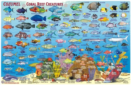 Cozumel Dive Map & Reef Creatures Guide Franko Maps Laminated Fish Card,Used