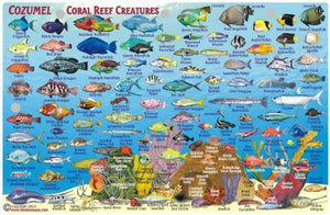 Cozumel Dive Map & Reef Creatures Guide Franko Maps Laminated Fish Card,Used