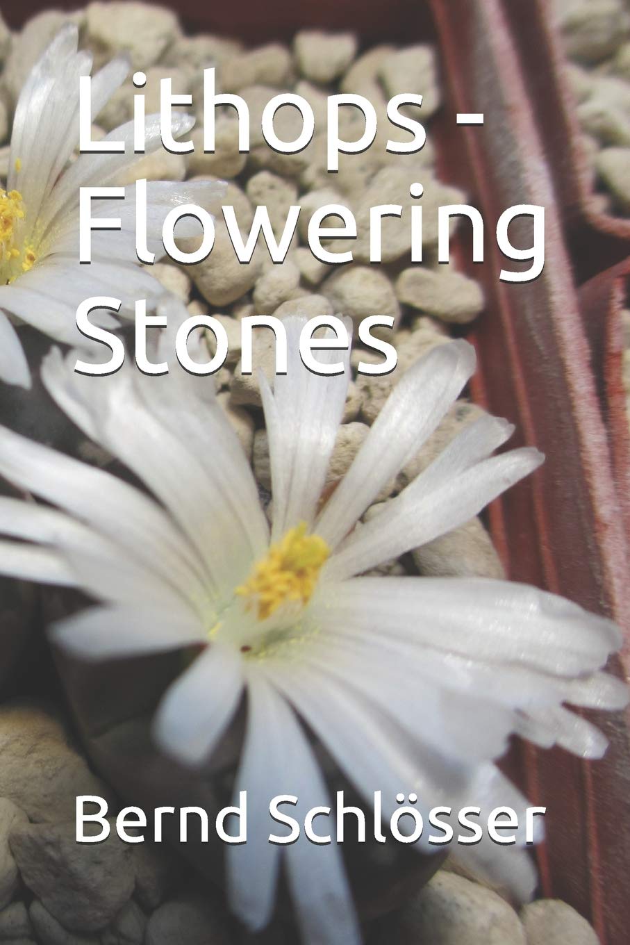 Lithops  Flowering Stones