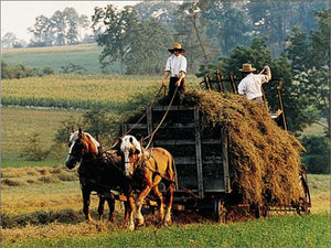 The Gift to be Simple: Life in the Amish Country,Used