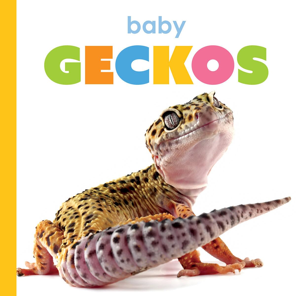 Baby Geckos (Starting Out)