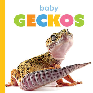 Baby Geckos (Starting Out)