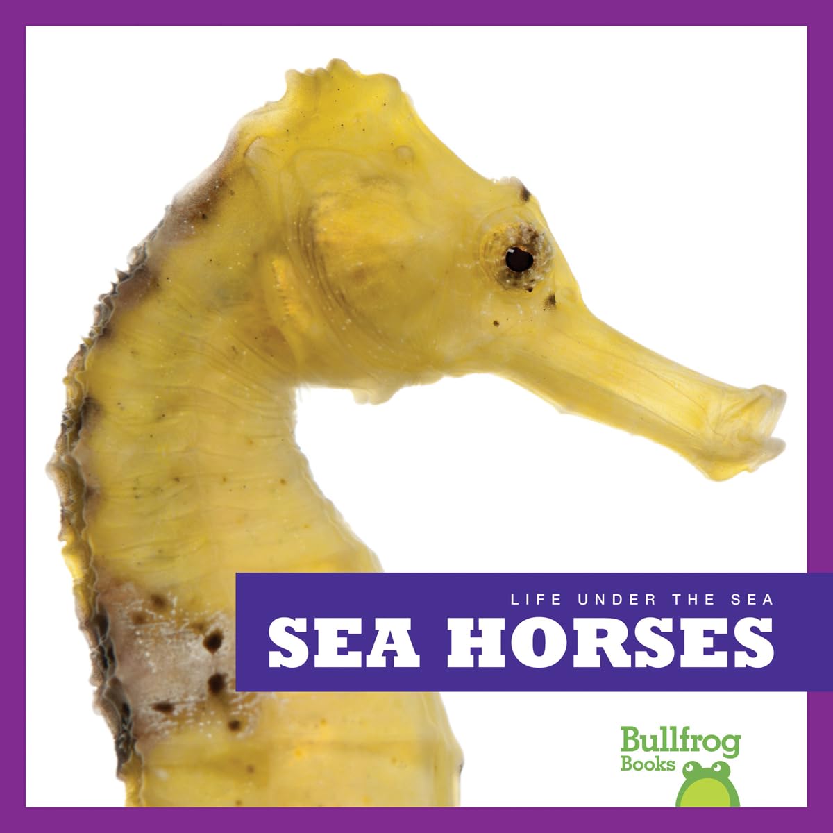 Sea Horses (Bullfrog Books: Life Under the Sea),Used