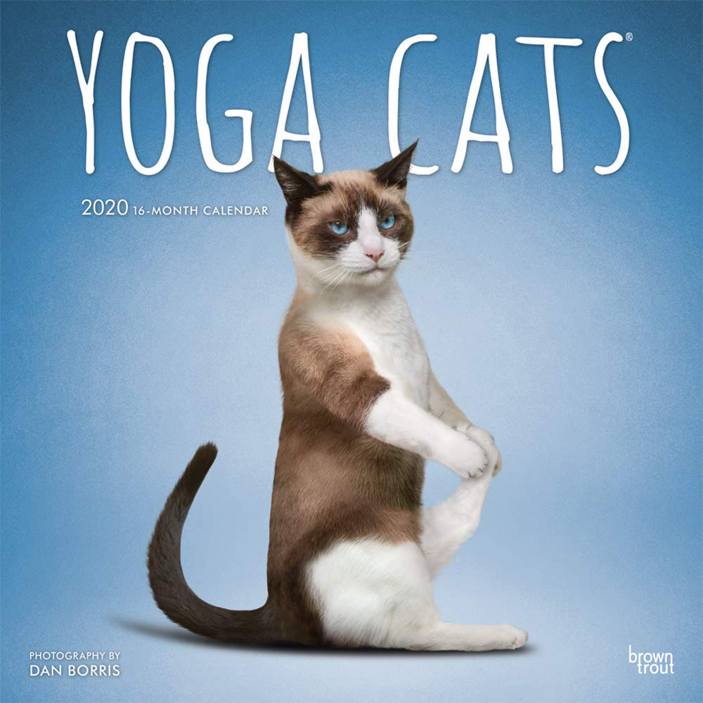 Yoga Cats 2020 12 x 12 Inch Monthly Square Wall Calendar, Animals Humor Cat (English, Spanish and French Edition),Used