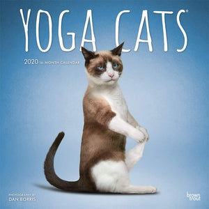 Yoga Cats 2020 12 x 12 Inch Monthly Square Wall Calendar, Animals Humor Cat (English, Spanish and French Edition),Used