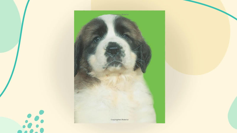 Bright Baby Touch & Feel Perfect Pets (Bright Baby Touch and Feel),New