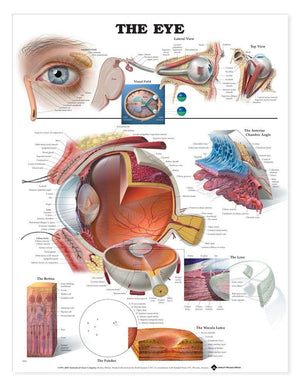LWW The Eye Chart Anatomical Chart Laminated9691PL1.5,Used
