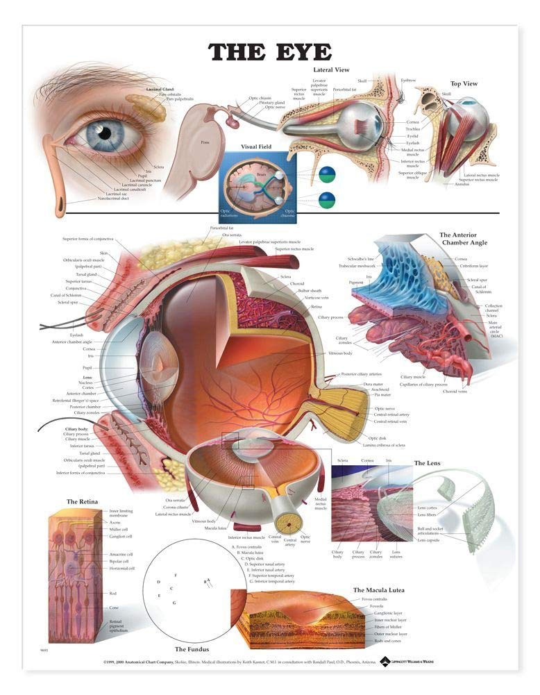 LWW The Eye Chart Anatomical Chart Laminated9691PL1.5,Used