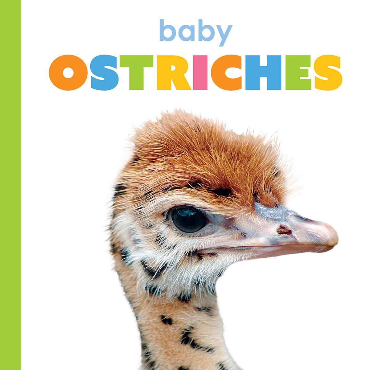 Baby Ostriches (Starting Out)