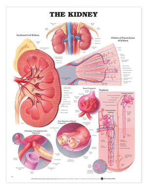 The Kidney Anatomical Chart,New