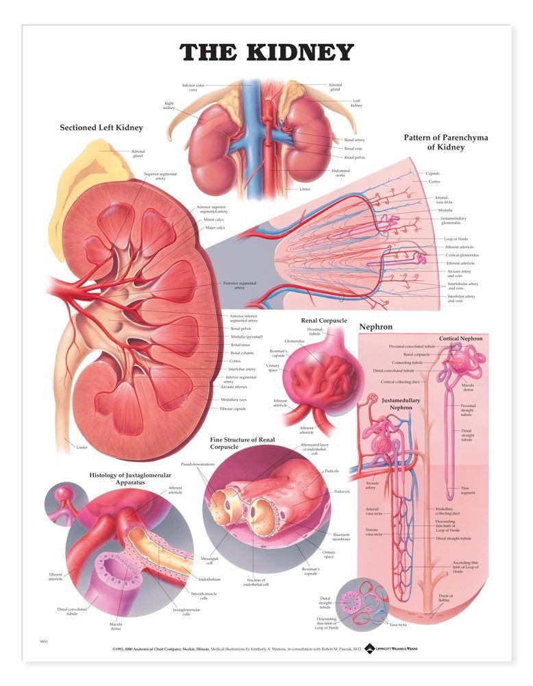 The Kidney Anatomical Chart,New