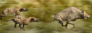 Walking with Beasts,Used