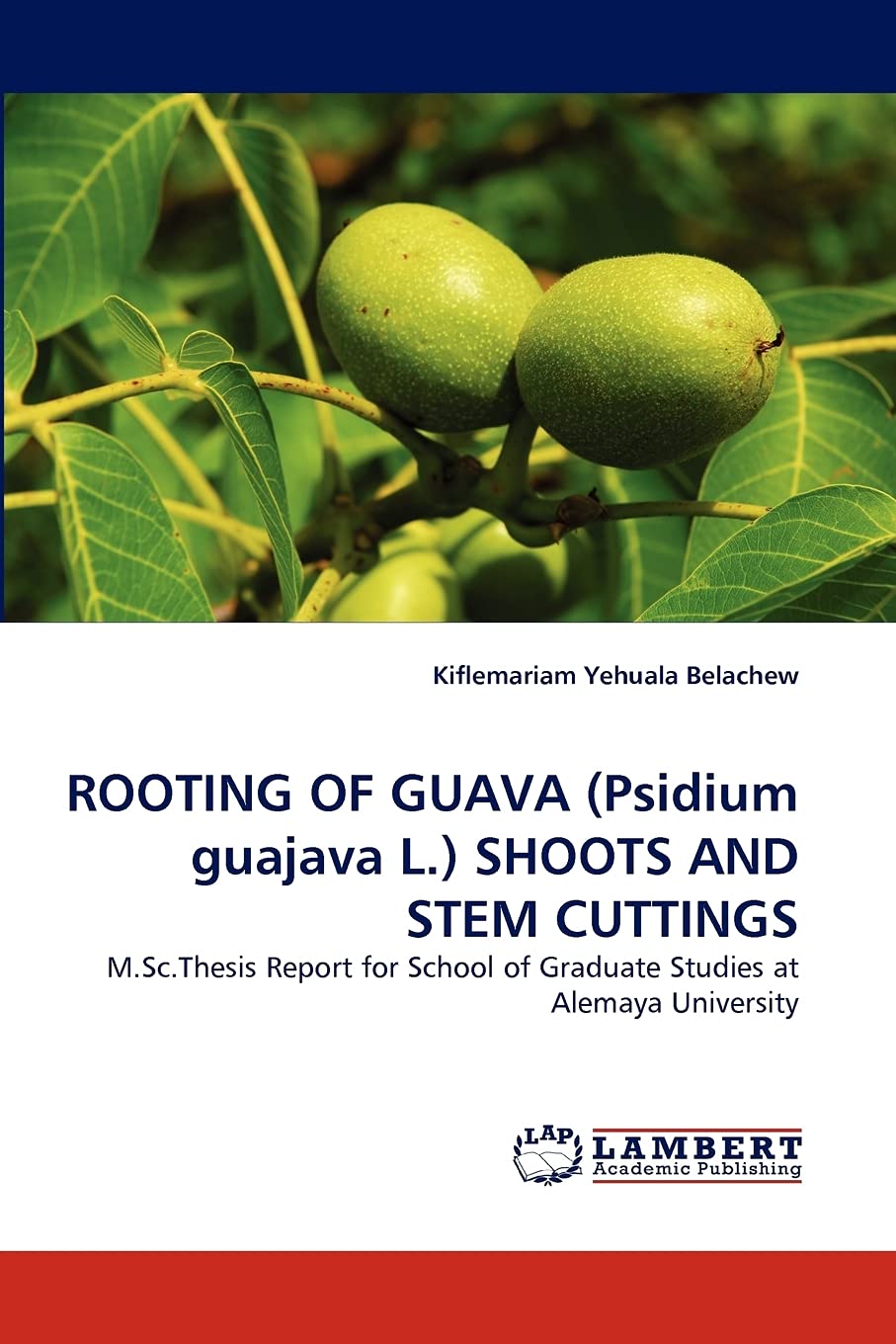 ROOTING OF GUAVA (Psidium guajava L.) SHOOTS AND STEM CUTTINGS: M.Sc.Thesis Report for School of Graduate Studies at Alemaya Uni,Used