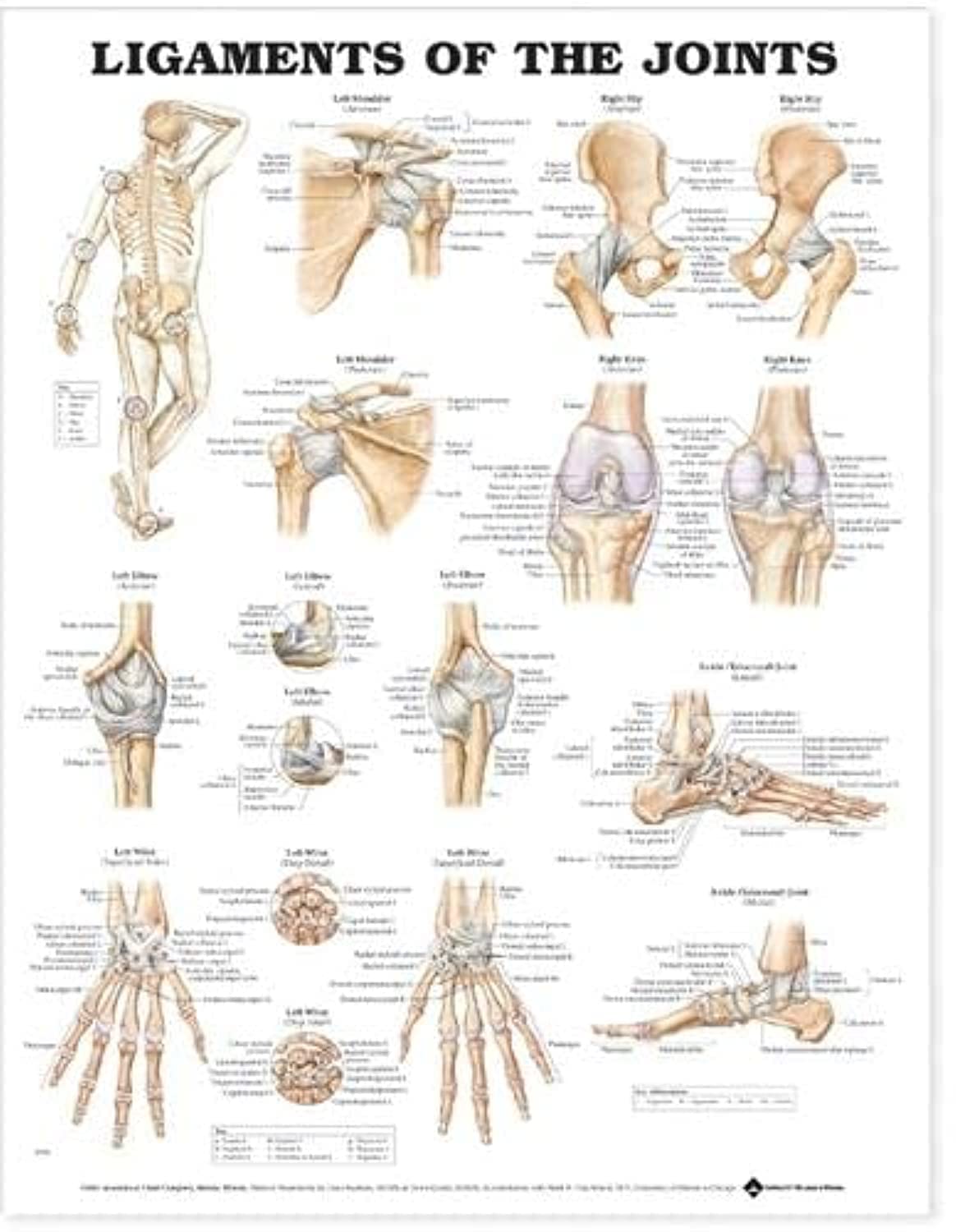 Ligaments of the Joints Anatomical Chart,Used