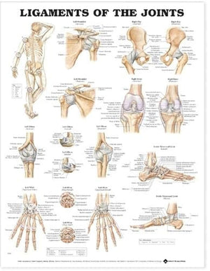 Ligaments of the Joints Anatomical Chart,Used
