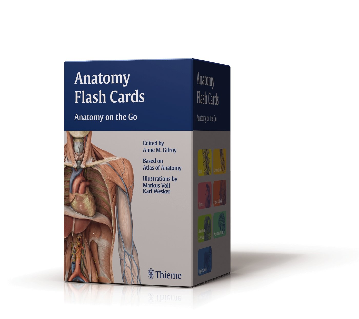 Anatomy Flash Cards: Anatomy on the Go (Thieme Anatomy),Used