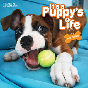 It's a Puppy's Life,Used