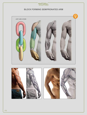 Anatomy For Sculptors, Understanding The Human Figure