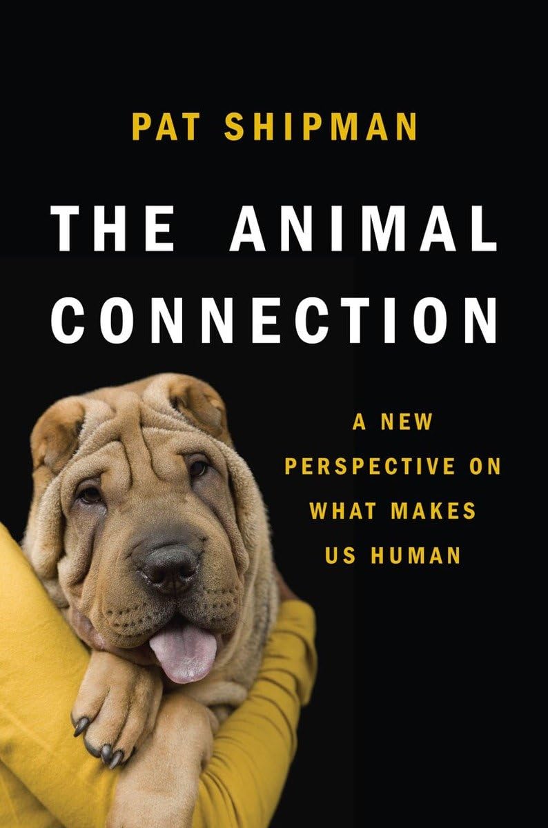 The Animal Connection: A New Perspective on What Makes Us Human,Used